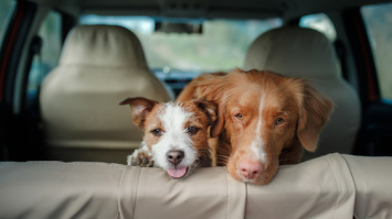 Viajar con perros y gatos de forma segura y legal