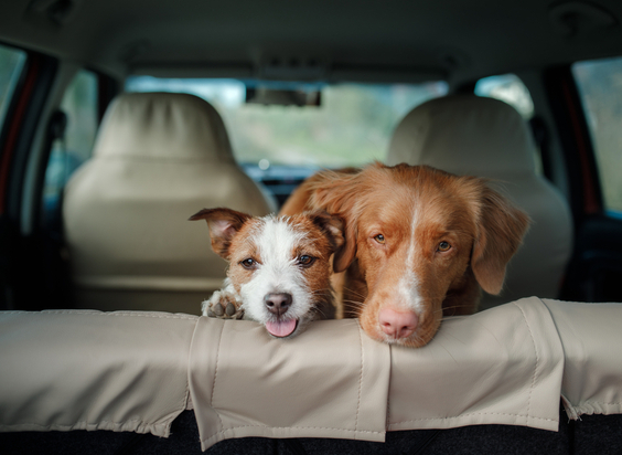 Viajar con perros y gatos de forma segura y legal